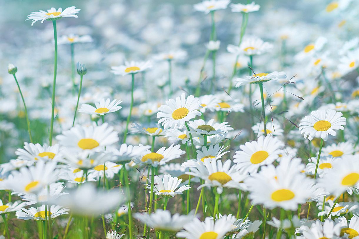 Gänseblümchen